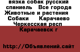 вязка собак русский спаниель - Все города Животные и растения » Собаки   . Карачаево-Черкесская респ.,Карачаевск г.